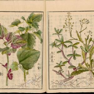 Chenopodium giganteum plant met groene bladeren en bloeiende toppen.