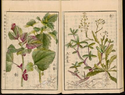 Chenopodium giganteum plant met groene bladeren en bloeiende toppen.