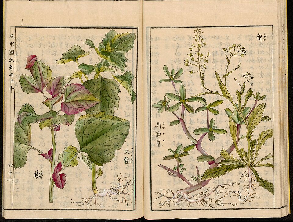 Chenopodium giganteum plant met groene bladeren en bloeiende toppen.