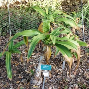Amarcrinum bloemen in San Luis Obispo Botanische Tuin.