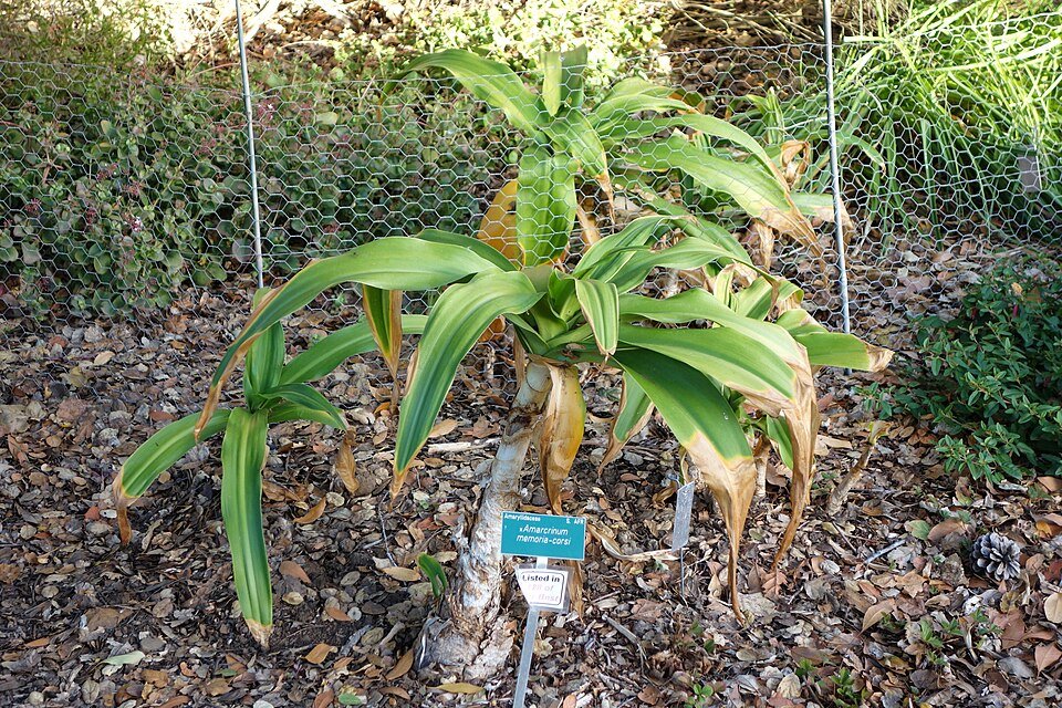 Amarcrinum bloemen in San Luis Obispo Botanische Tuin.