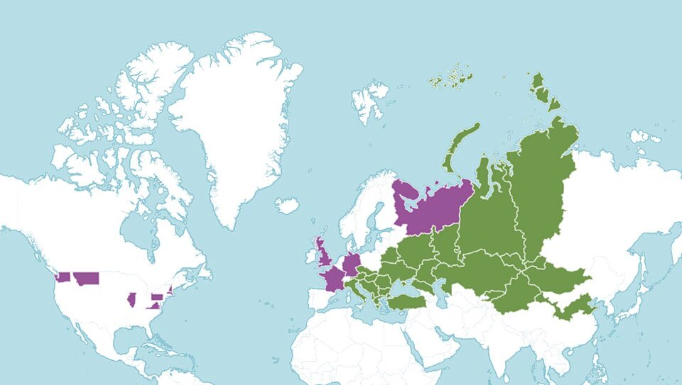Bloeiende Lythrum virgatum plant met paarse bloemen in natuurlijke omgeving.
