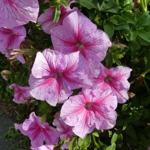 Prachtige winterharde petunia bloemen in Sint-Petersburgse omgeving.