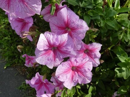 Prachtige winterharde petunia bloemen in Sint-Petersburgse omgeving.