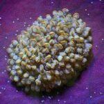 Gouden sporen op bladeren van de Phlebodium aureum varen.