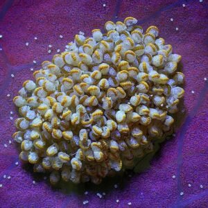 Gouden sporen op bladeren van de Phlebodium aureum varen.