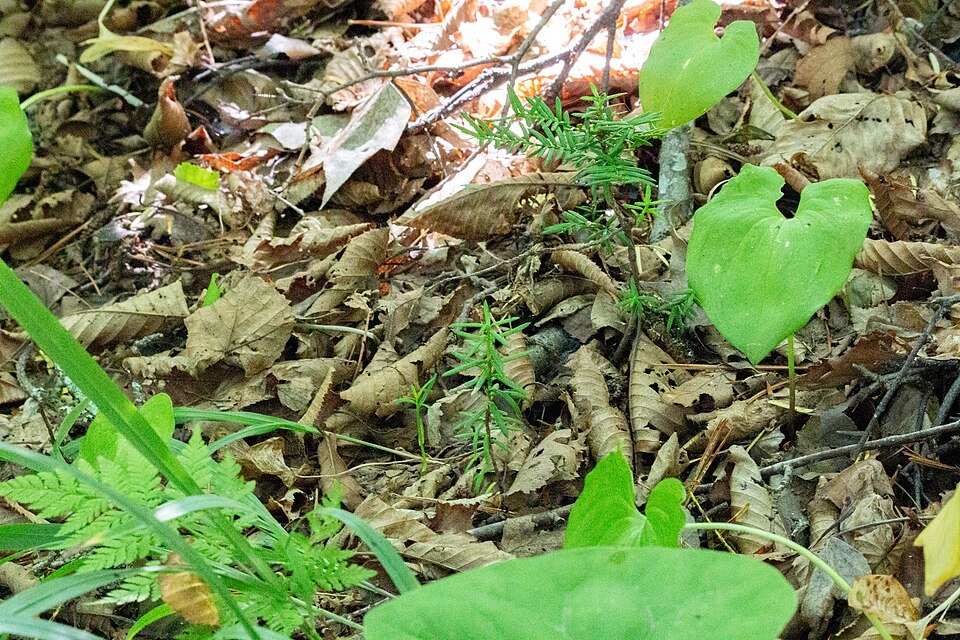 Taxus cuspidata plant met scherpe naalden en groen blad.