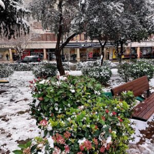 Rode Photinia struik met glanzende bladeren en rode bessen in de herfst.
