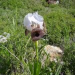 Iris bismarckiana bloem in paarse en witte tinten.