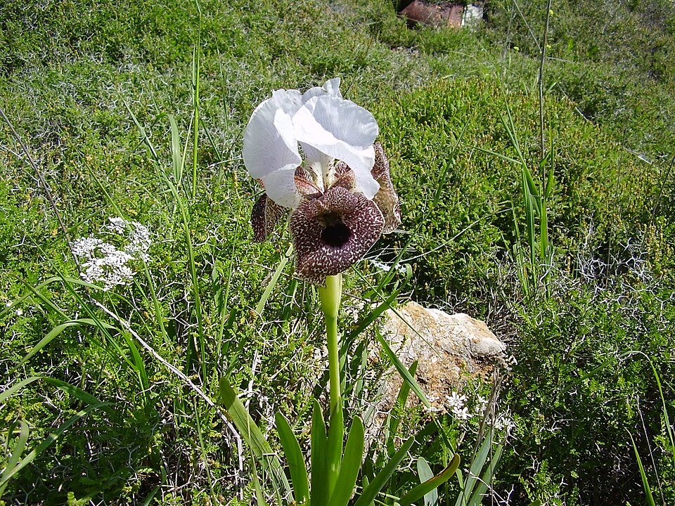 Iris bismarckiana bloem in paarse en witte tinten.