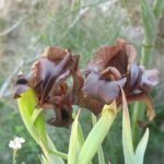 Iris atrofusca bloem in bruin en beige kleuren.