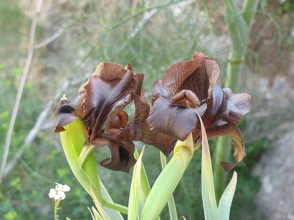 Iris atrofusca bloem in bruin en beige kleuren.