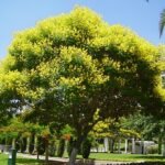 Peltophorum dubium bloeiende gele tropische boom met groene bladeren.