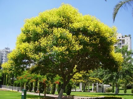 Peltophorum dubium bloeiende gele tropische boom met groene bladeren.
