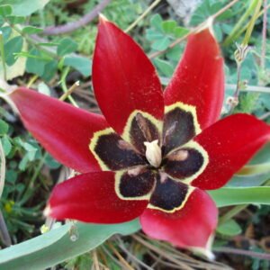Tulipa armena in bloei met rode bloemblaadjes en groen blad.