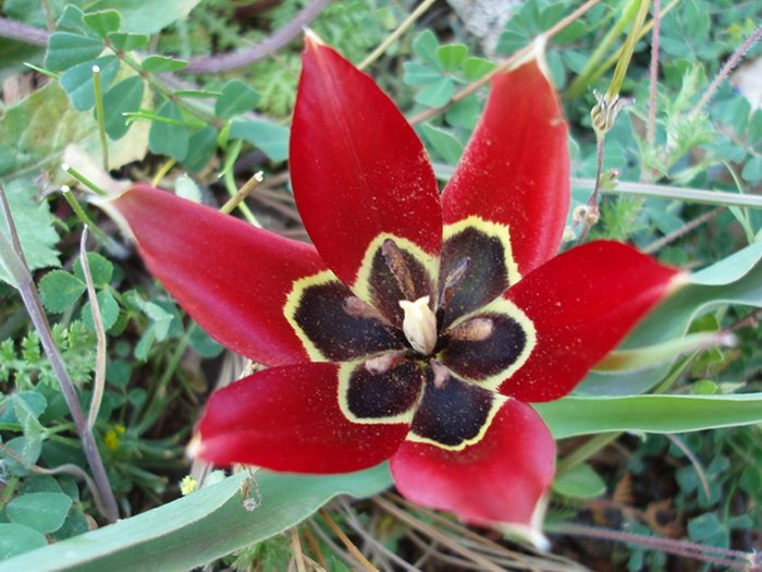 Tulipa armena in bloei met rode bloemblaadjes en groen blad.