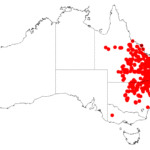 Distributiekaart van Acacia harpophylla.