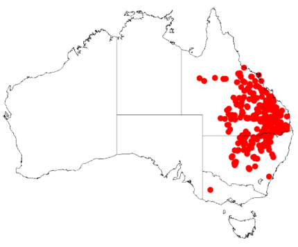 Distributiekaart van Acacia harpophylla.