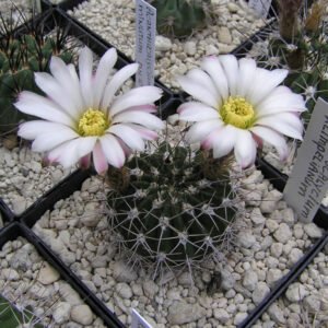 Acanthocalycium klimpelianum cactus met paarse bloem in witte pot.