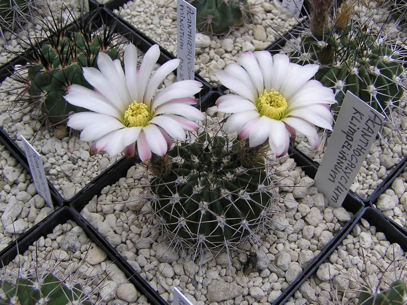 Acanthocalycium klimpelianum cactus met paarse bloem in witte pot.