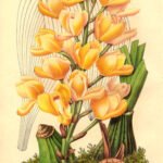 Prachtige gele Acineta chrysantha orchidee in volle bloei.