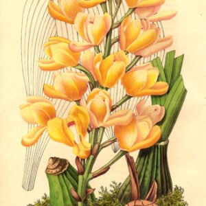 Prachtige gele Acineta chrysantha orchidee in volle bloei.