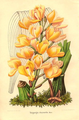 Prachtige gele Acineta chrysantha orchidee in volle bloei.