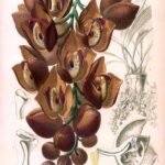 Prachtige paarse Acineta superba orchidee met groene bladeren.