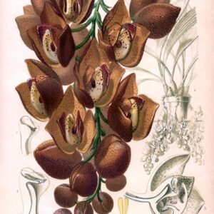 Prachtige paarse Acineta superba orchidee met groene bladeren.