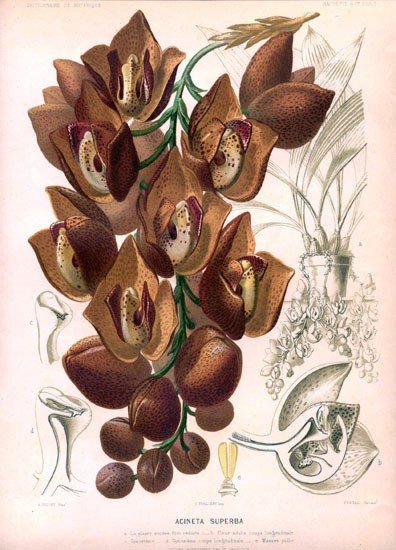 Prachtige paarse Acineta superba orchidee met groene bladeren.