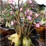 Adenium Arabicum met zwarte caudex.