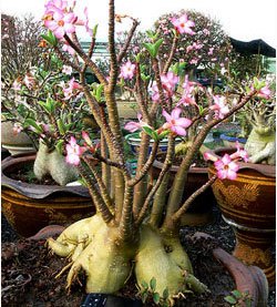 Adenium Arabicum met zwarte caudex.