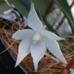 Witte bloemen en groene bladeren van Aerangis biloba orchidee.
