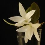 Witte Aerangis fastuosa orchidee bloem op groene bladeren achtergrond.