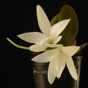 Witte Aerangis fastuosa orchidee bloem op groene bladeren achtergrond.