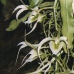 Purple-striped white flowers on green leaves of Aeranthes henricii orchid.