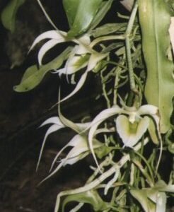 Purple-striped white flowers on green leaves of Aeranthes henricii orchid.