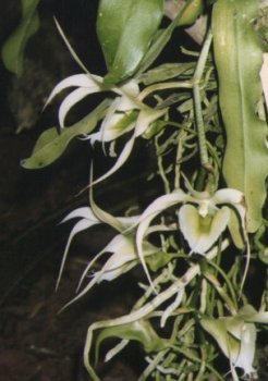 Purple-striped white flowers on green leaves of Aeranthes henricii orchid.