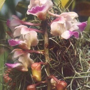 Elegante witte Aerides orchidee met groene bladeren.