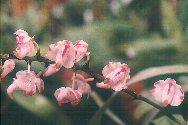 Witte bloemen van Aerides odorata orchidee met groene bladeren.
