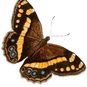 Winterharde Aeropetes plant met groene bladeren en bloemen.