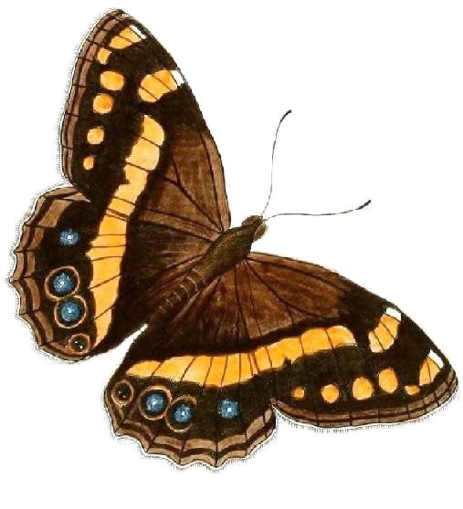 Winterharde Aeropetes plant met groene bladeren en bloemen.