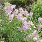 Bloeiende Aethionema grandiflorum plant met paarse bloemen op grijze achtergrond.