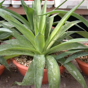 Agave maculata plant met lange, puntige groene bladeren met witte vlekken in kleipot.