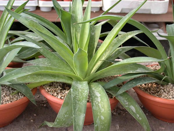 Agave maculata plant met lange, puntige groene bladeren met witte vlekken in kleipot.