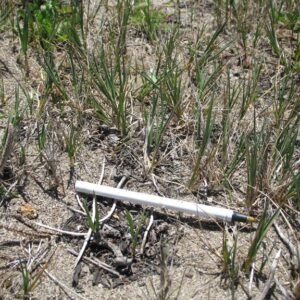 Fijnbladig Agrostis pallens gras met pluizige bloeiaren in tuinsetting.