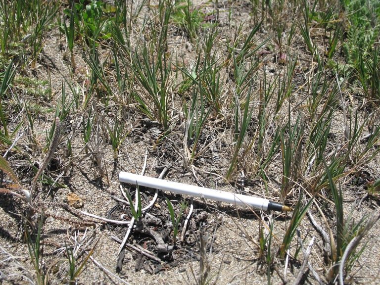 Fijnbladig Agrostis pallens gras met pluizige bloeiaren in tuinsetting.