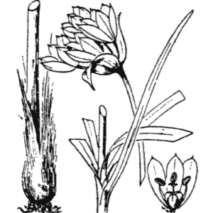 Allium narcissiflorum bloemen in paars en geel tegen groene achtergrond.