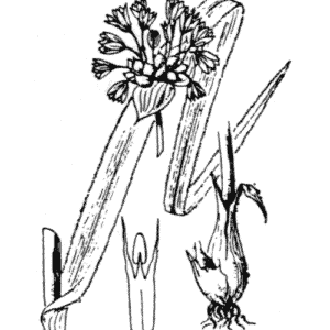 Illustratie van winterharde Allium scorodoprasum plant voor Slangenlook product.