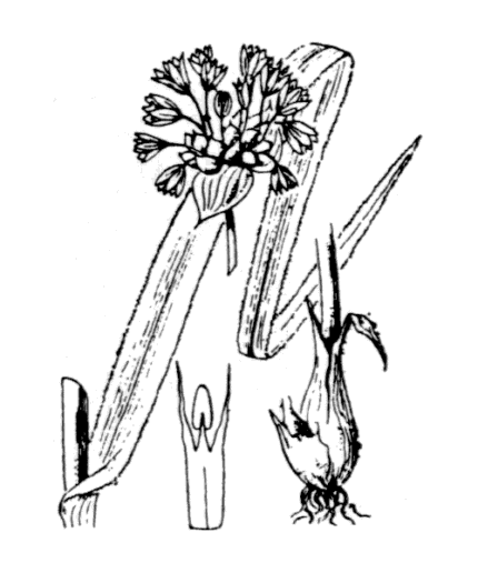 Illustratie van winterharde Allium scorodoprasum plant voor Slangenlook product.